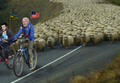 «Первая мировая» с дураками
