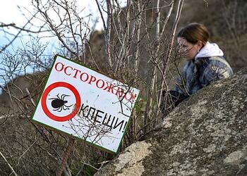 Названы регионы России с самым большим числом клещей