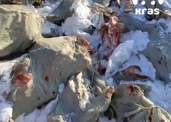 Полсотни коровьих туш выбросили в поле в российском регионе
